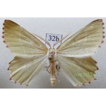 Thalera fimbrialis (Scopoli, 1763) Slovakia32b
